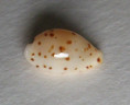 /products/cypraea-punctata-glandina-dolin-2007/